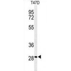 Rho GTPase-Activating Protein 19 (RHG19) Antibody