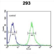 Syntaxin-1A (STX1A) Antibody