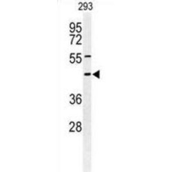 Syntaxin-1A (STX1A) Antibody