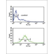 Pyruvate Dehydrogenase Kinase Isozyme 2 (PDK2) Antibody