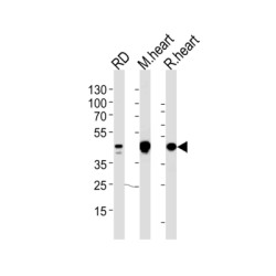 Pyruvate Dehydrogenase Kinase Isozyme 2 (PDK2) Antibody