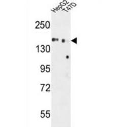 Golgi Apparatus Protein 1 (GLG1) Antibody