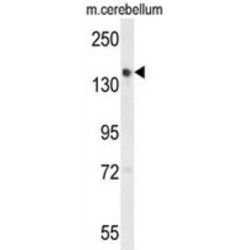 Golgi Apparatus Protein 1 (GLG1) Antibody