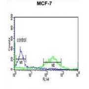 V-Ets Erythroblastosis Virus E26 Oncogene Homolog 2 (Avian) (ETS2) Antibody