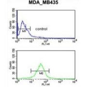 Uracil Nucleotide/Cysteinyl Leukotriene Receptor (GPR17) Antibody