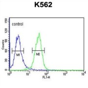 Glycerol-3-Phosphate Phosphatase (PGP) Antibody