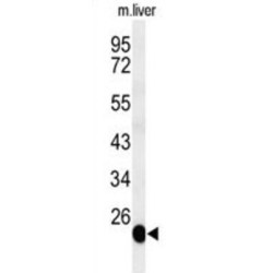 Barttin (BSND) Antibody