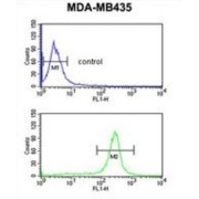 Glutathione S Transferase Kappa 1 (GSTK1) Antibody