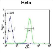 Adenylate Cyclase 4 (ADCY4) Antibody