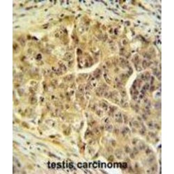 Cell Division Cycle 45 (CDC45L) Antibody