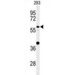 Cell Division Cycle 45 (CDC45L) Antibody