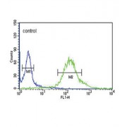 G2 And S Phase-Expressed Protein 1 (GTSE1) Antibody