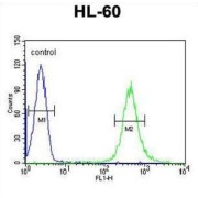 Homeobox Protein Hox-A3 (HOXA3) Antibody