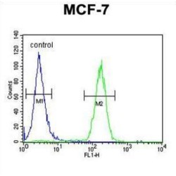 THO Complex 7 (THOC7) Antibody