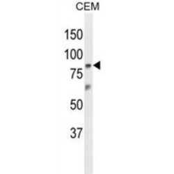 Zinc Finger Protein 160 (ZN160) Antibody