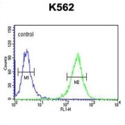 Galactosylgalactosylxylosylprotein 3-Beta-Glucuronosyltransferase 1 (B3GAT1) Antibody