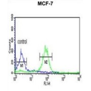 FAM44B Antibody