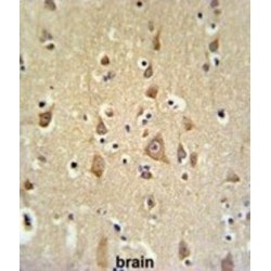 FAM44B Antibody