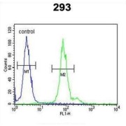 DNA-Binding Protein Inhibitor ID-4 (ID4) Antibody