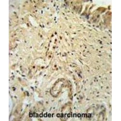 DNA-Binding Protein Inhibitor ID-4 (ID4) Antibody