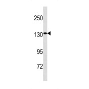 SAPS Domain Family Member 2 (SAPS2) Antibody