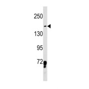 LIM Domain Only Protein 7 (LMO7) Antibody