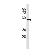 LRP2 Binding Protein (LRP2BP) Antibody