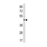 MAS Related GPR Family Member X4 (MRGPRX4) Antibody