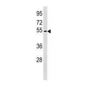 Zinc Finger Protein 577 (ZNF577) Antibody