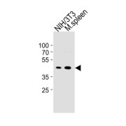 M CCNB1 Antibody