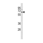 Transcription Factor 7 Like 1 (TCF7L1) Antibody