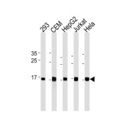 Histone H2A.X (H2AFX) Antibody