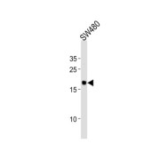 RPL29 Antibody