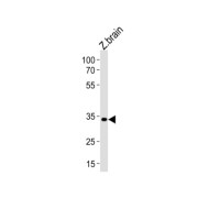 DANRE pax2a Antibody