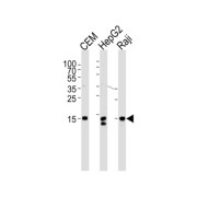 Histone H2A.X (H2AFX) Antibody