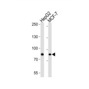 Ubiquitin Carboxyl-Terminal Hydrolase 51 (USP51) Antibody