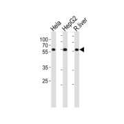 DNA Polymerase Delta 2, Accessory Subunit (POLD2) Antibody