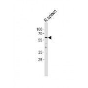 Cyclin-L2 (CCNL2) Antibody