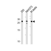 RING Finger Protein 166 (RNF166) Antibody