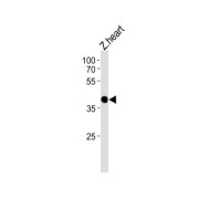 Coiled-Coil Domain-Containing Protein 89 (DANRE ccdc89) Antibody