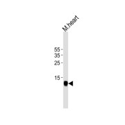 FAPB3 Antibody