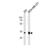 Golgi Phosphoprotein 3 (GOLPH3) Antibody