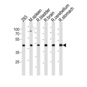 Coiled-Coil Domain-Containing Protein 89 (R Ccdc89) Antibody