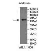 Western blot analysis of fetal brain lysate, using FUCA2 antibody.