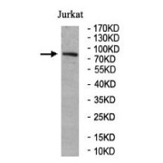 WB analysis of Jurkat cell lysate, using GTPBP1 Antibody (1/500 dilution).