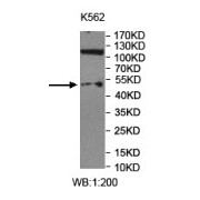 WB analysis of K562 lysates, using WDR40B antibody (1/200 dilution).