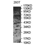 WB analysis of 293T cell lysates.