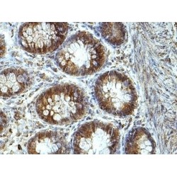 Protein Yippee-Like 3 (YPEL3) Antibody