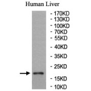 WB analysis of Human Liver Tissue, using YPEL3 antibody (1/200 dilution).