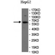 WB analysis of HepG2 lysate, using ACVR2B antibody (1/500 dilution).